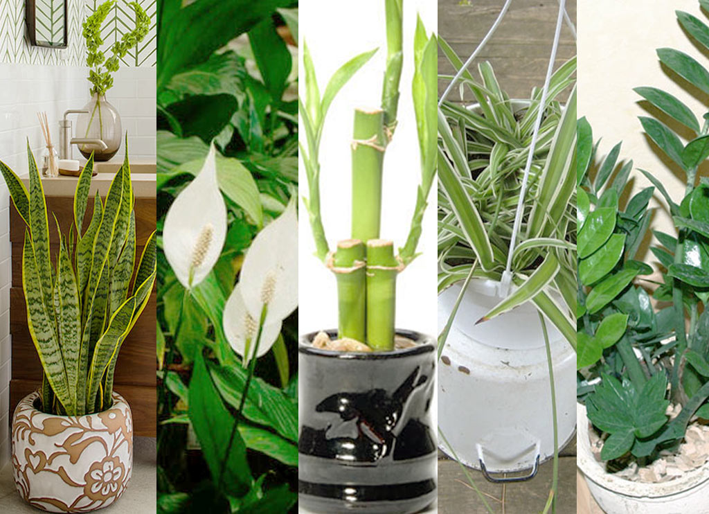 5 plantas que sobrevivem mesmo em apartamentos com pouca luz