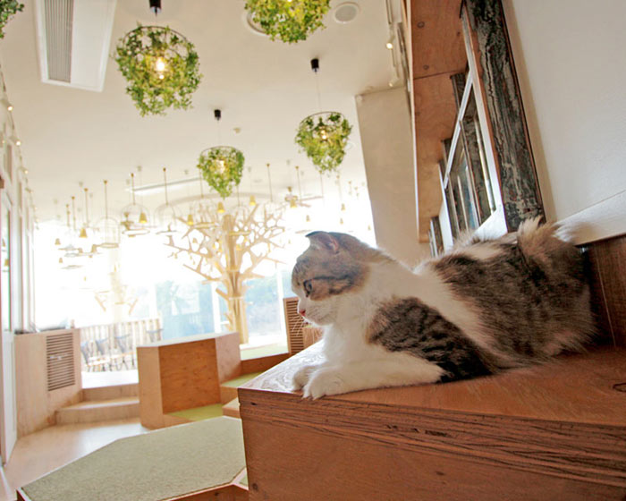 10-cafes-para-observar-animais-no-japao