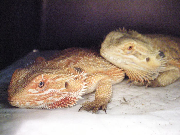 26-cafes-para-observar-animais-no-japao