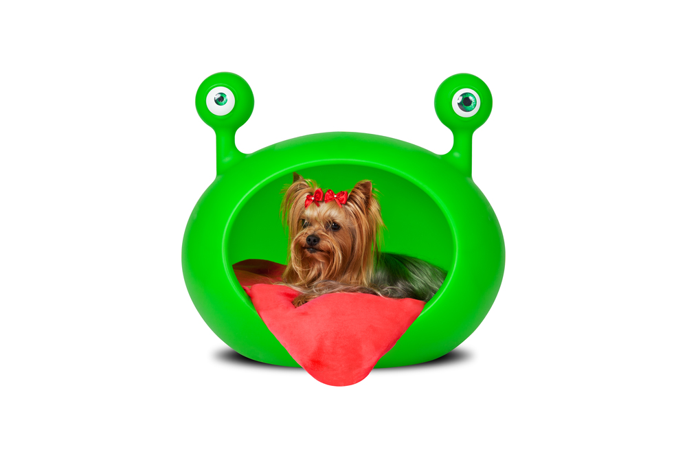 6-produtos-para-pets-que-voce-vai-amar