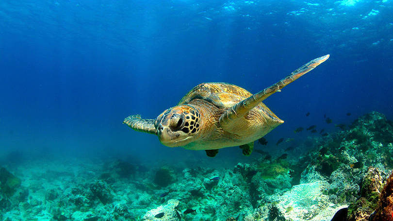 Estes são os 4 melhores lugares do mundo para mergulhar