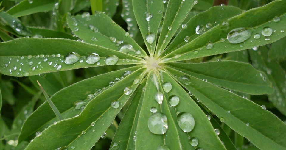 Perguntas e respostas: 11 dúvidas de leitores sobre plantas