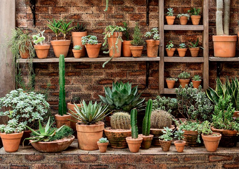 Jardinagem bem fácil: como cuidar de cactos, suculentas e agaves
