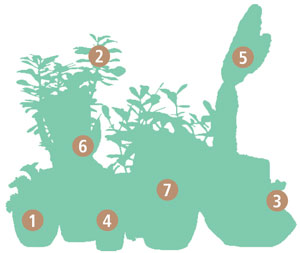 Um jardim feito com plantas resistentes de pouca manutenção