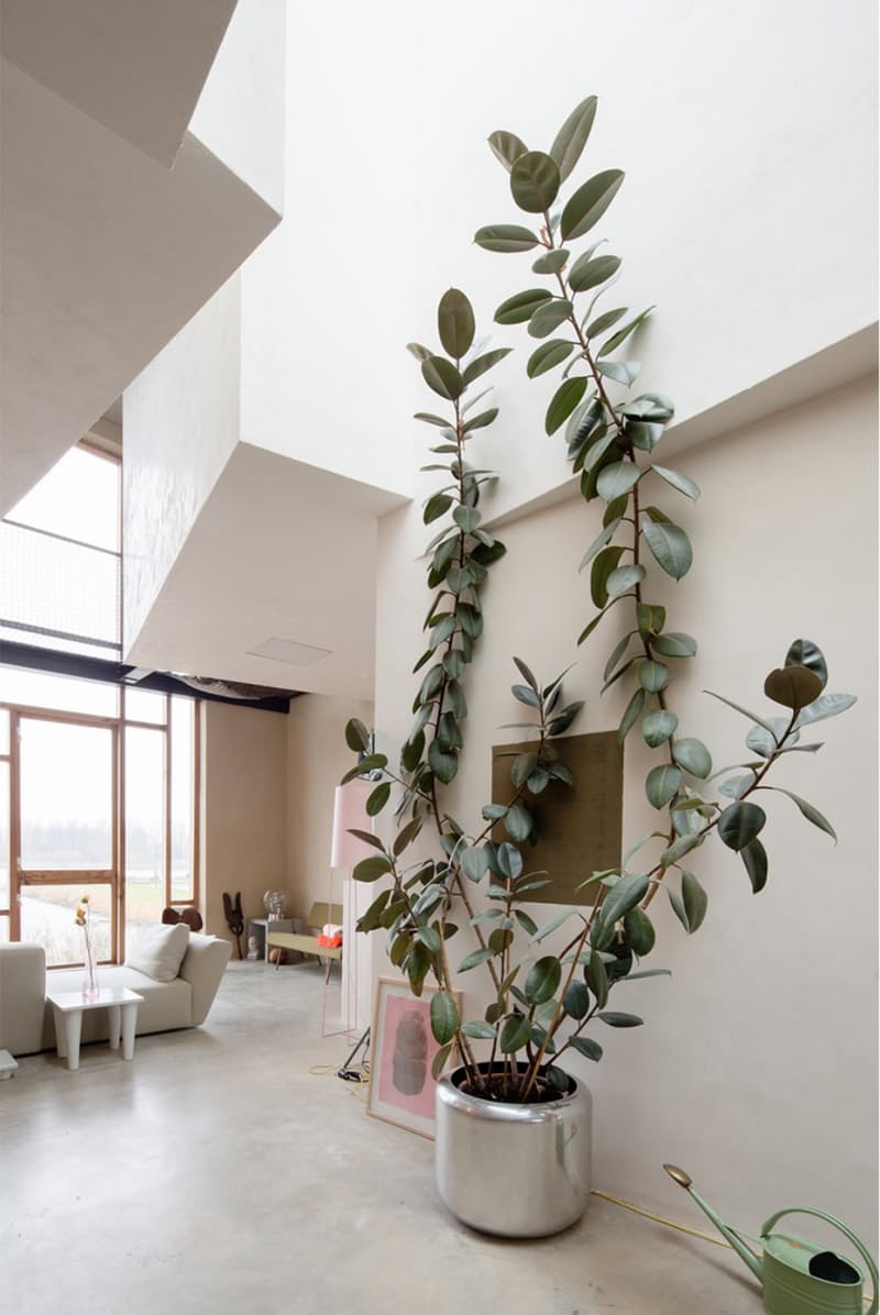 7-arvores-que-voce-pode-cultivar-em-casa