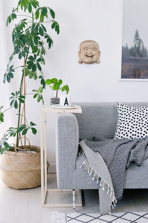 9-arvores-que-voce-pode-cultivar-em-casa
