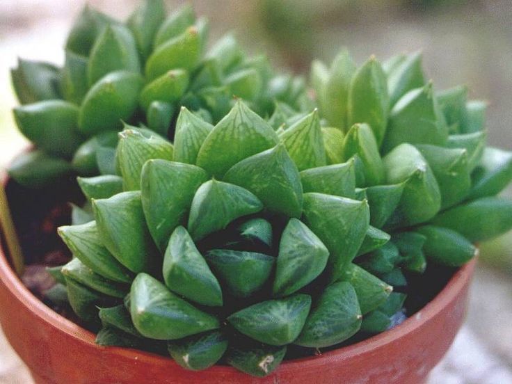 Nome científico: Haworthia cymbiformis