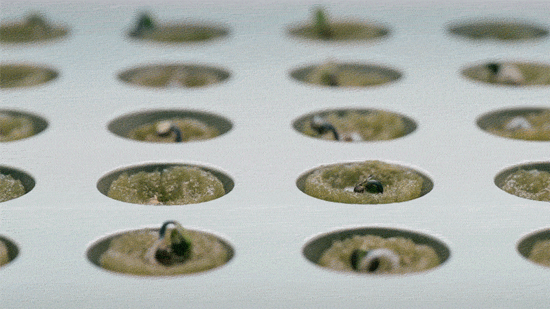 Ikea lança kit para cultivar plantas em casa – e na água