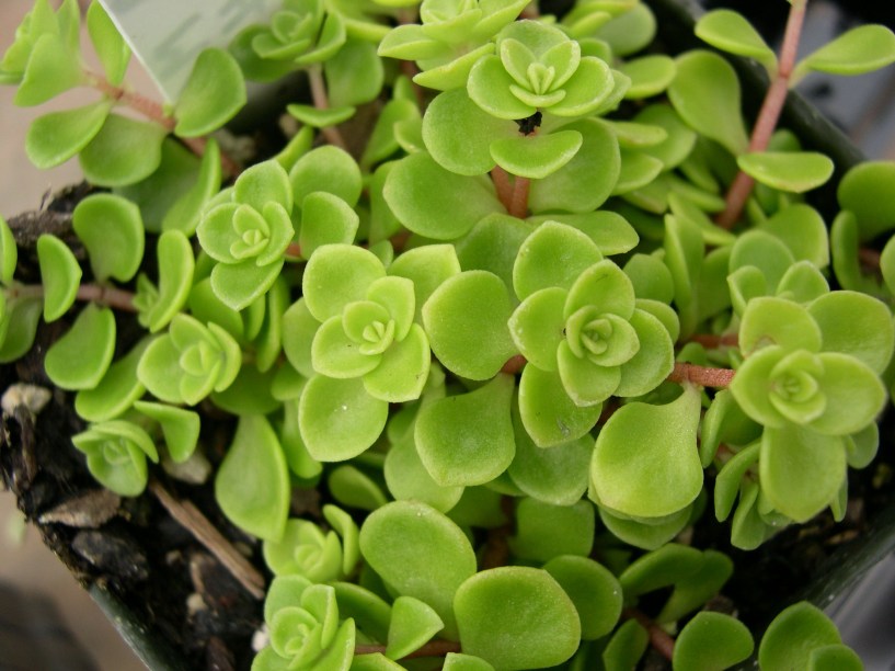 Nome científico: Sedum makinoi