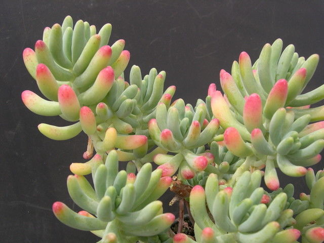 Nome científico: Sedum pachyphyllum