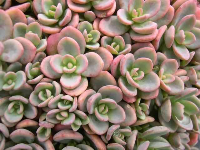 Nome científico: Sedum pluricaule