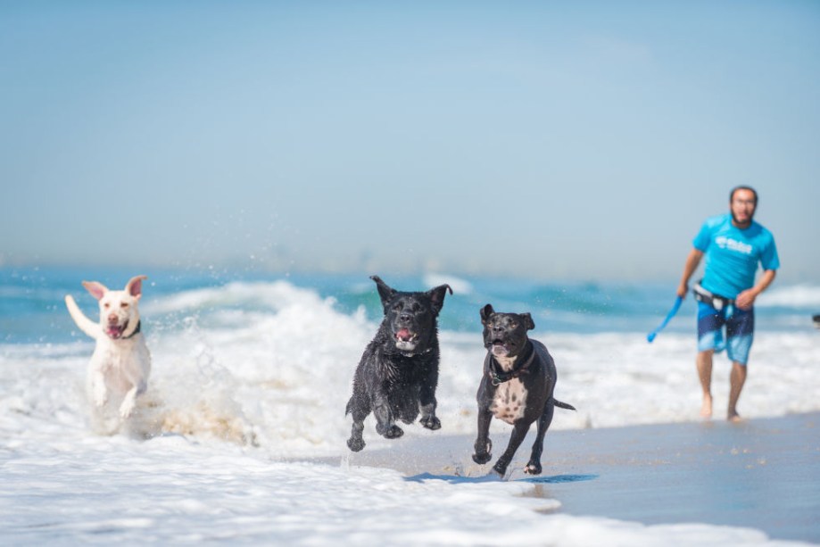 2. Os cachorros que ficarem no <a href="https://www.fitdogsportsclub.com/wp/">Fitdog Sports Club</a> em Santa Monica, são levados para praias e trilhas do sul da Califórnia. As acomodações garantem camas refrescantes para pets peludos, cabelereiro e mini bar.
