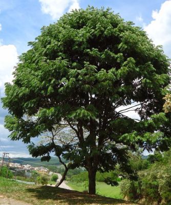 Jacarandá