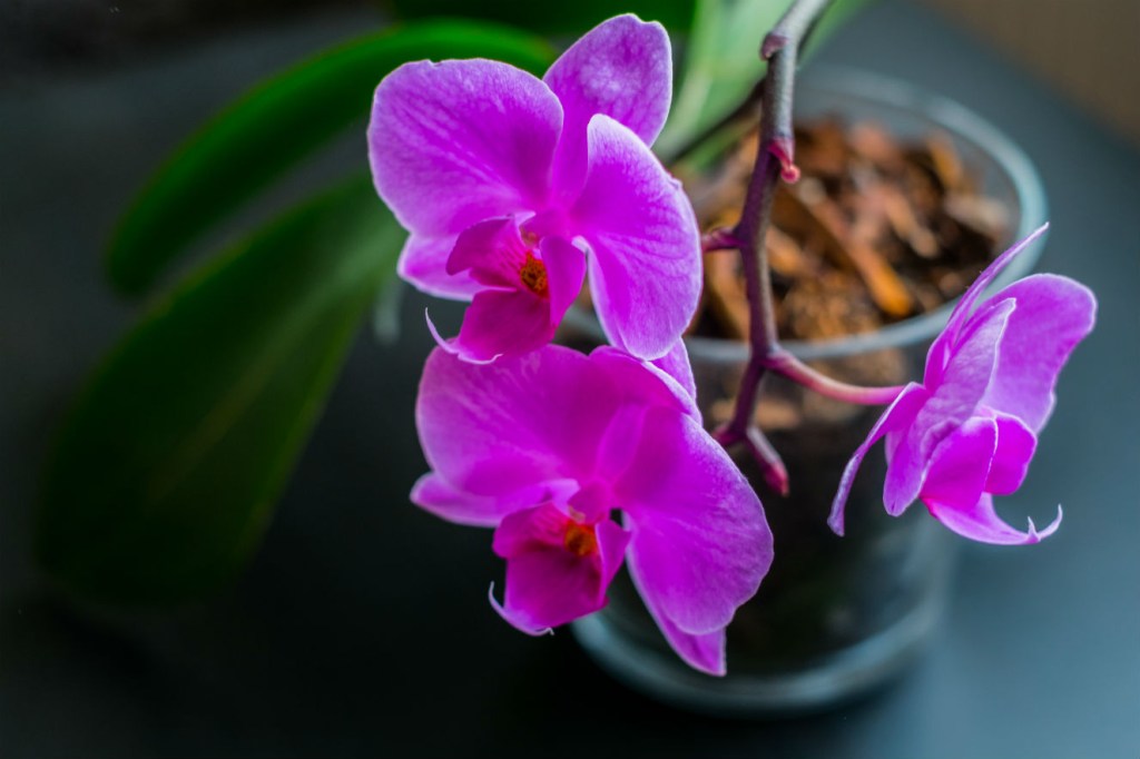 Você já pensou em colocar cubos de gelo nos seus vasos de flores?