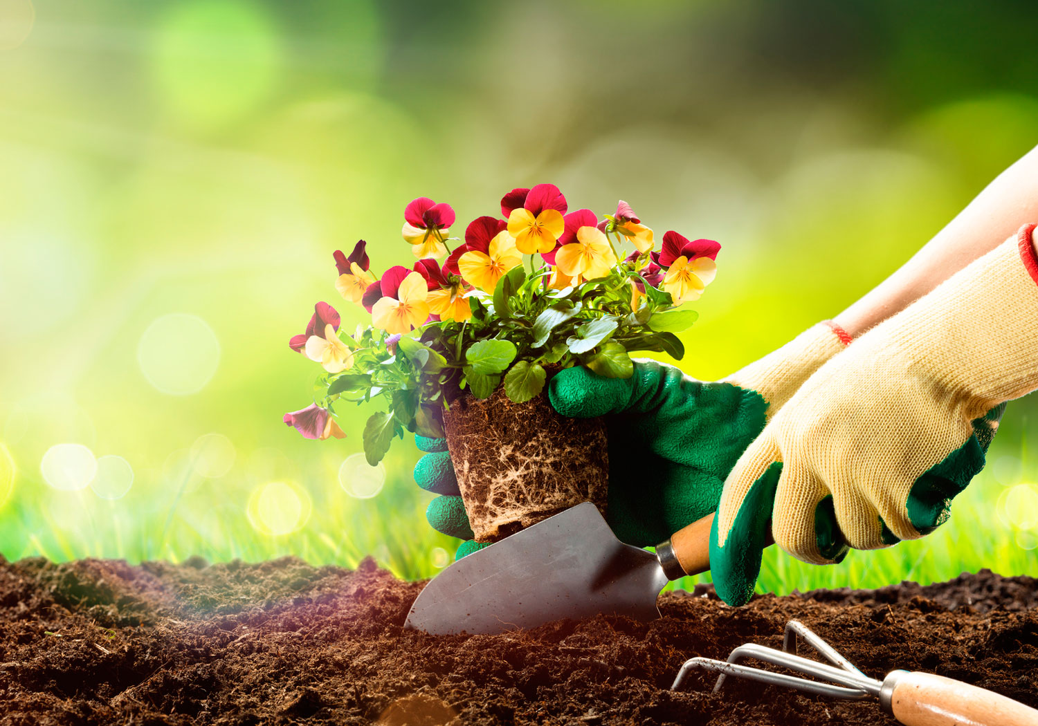 muda de flores vermelhas e amarelas sendo plantada