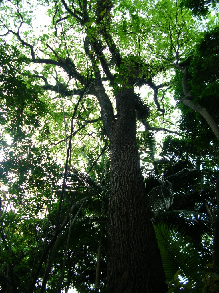 arvores-calçadas-ruas-arborizadas2