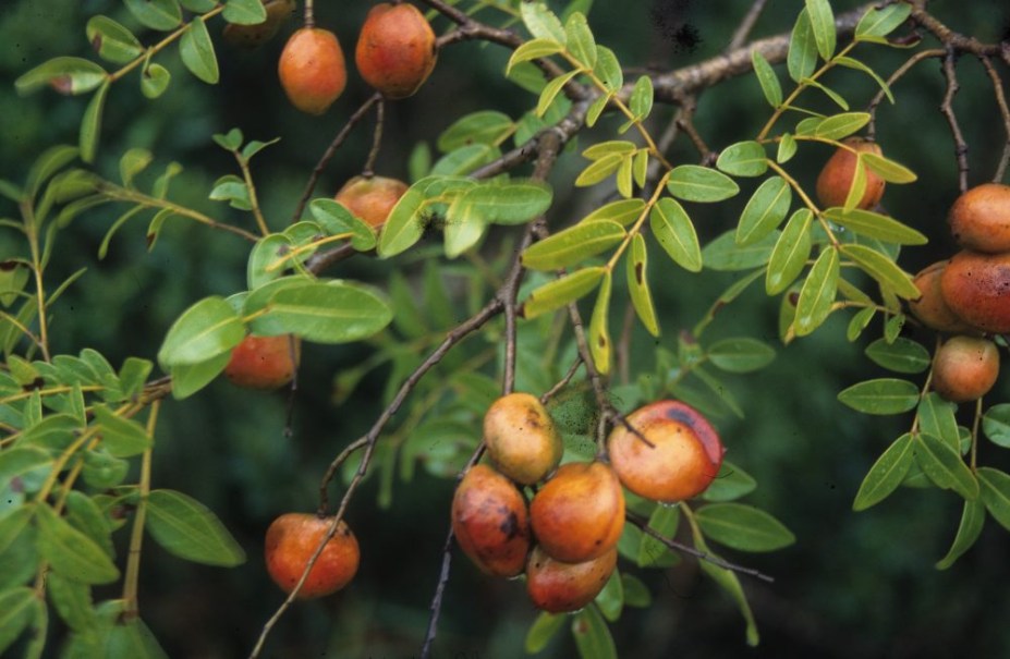 Ideal para calçadas largas, a Copaíba apresenta uma copa ampla. A árvore tem folhas médias e frutos pequenos, que atraem pássaros. Pode viver até dois séculos.