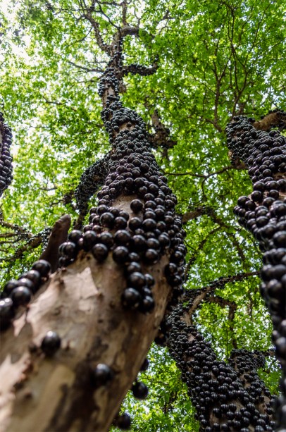 As Jabuticabeiras produzem frutos saborosos e são ideais para calçadas pequenas. De madeira resistente, funcionam bem em lugares úmidos e atraem aves.