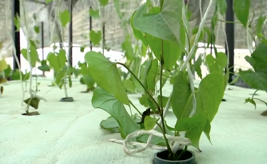 Fazenda aeropônica na Nigéria cultiva plantas sem solo ou água