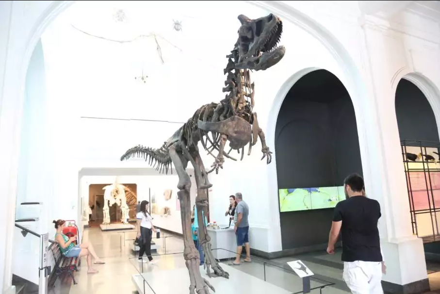 Visite o Museu de Zoologia da USP e veja o fóssil de um dinossauro gigante