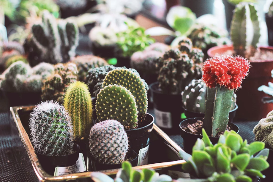 Aprenda a plantar cactos orgânicos