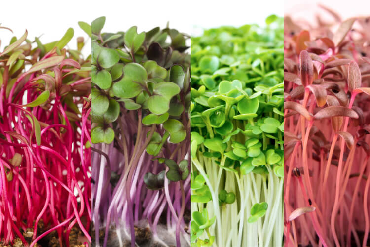 cultivar-microverdes-01