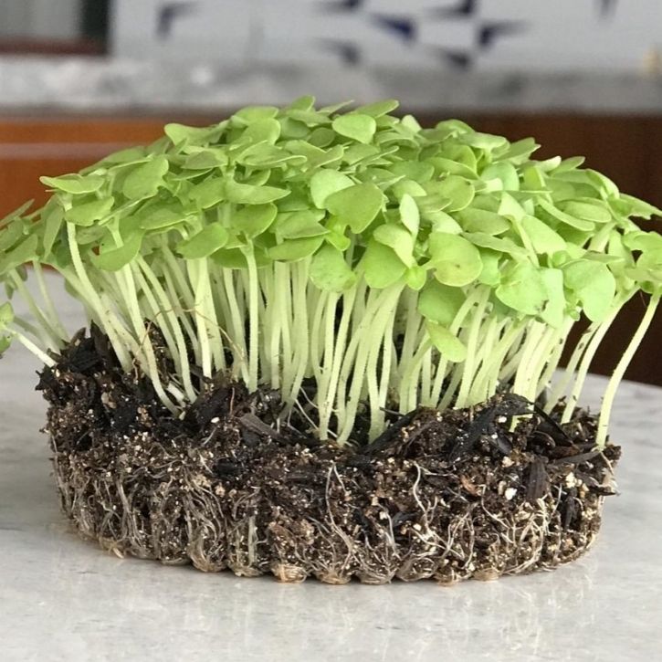 cultivar-microverdes-05