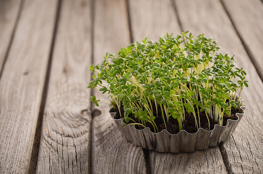 cultivar-microverdes-06