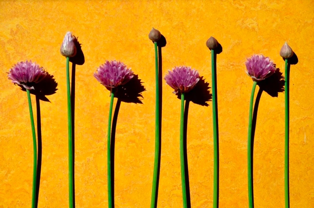 como-plantar-cebolinha-2