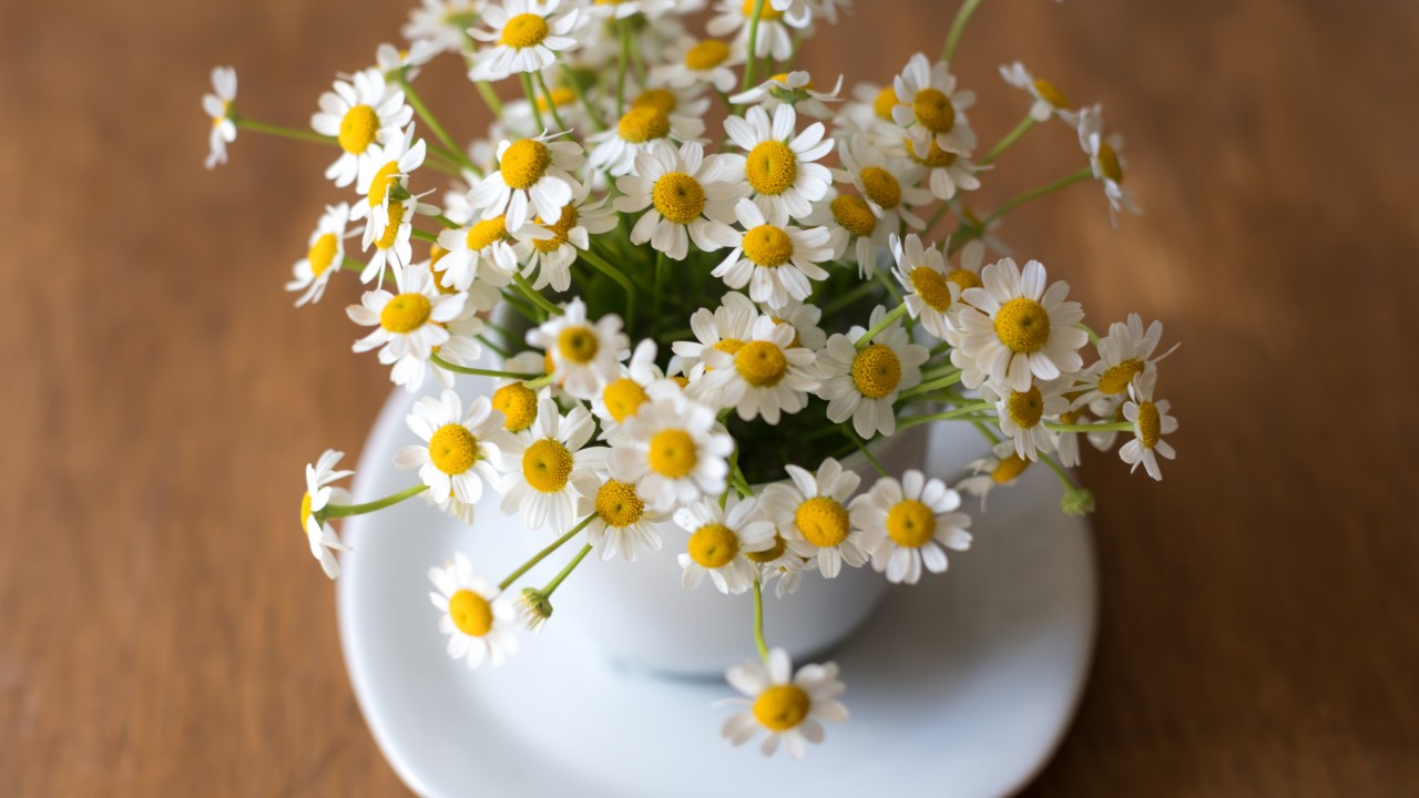 Flores de camomila em xícara branca