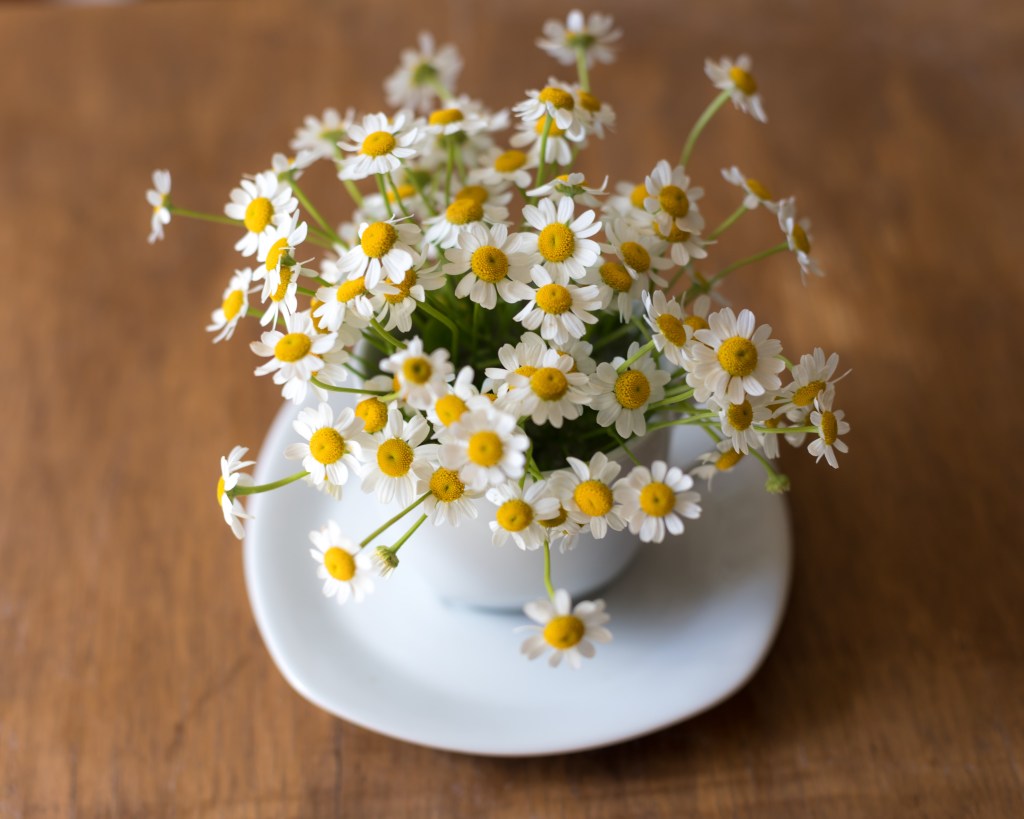 Flores de camomila em xícara branca