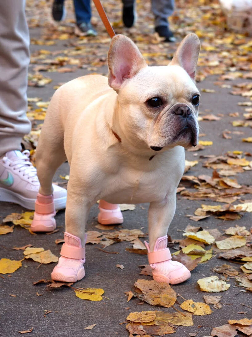 2-tenis-para-cachorros