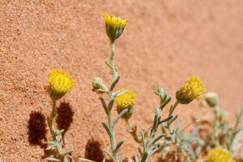 Nolletia chrysocomoides