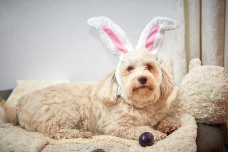 Cachorro deitado com orelhas de coelho com ovos de páscoa na caminha