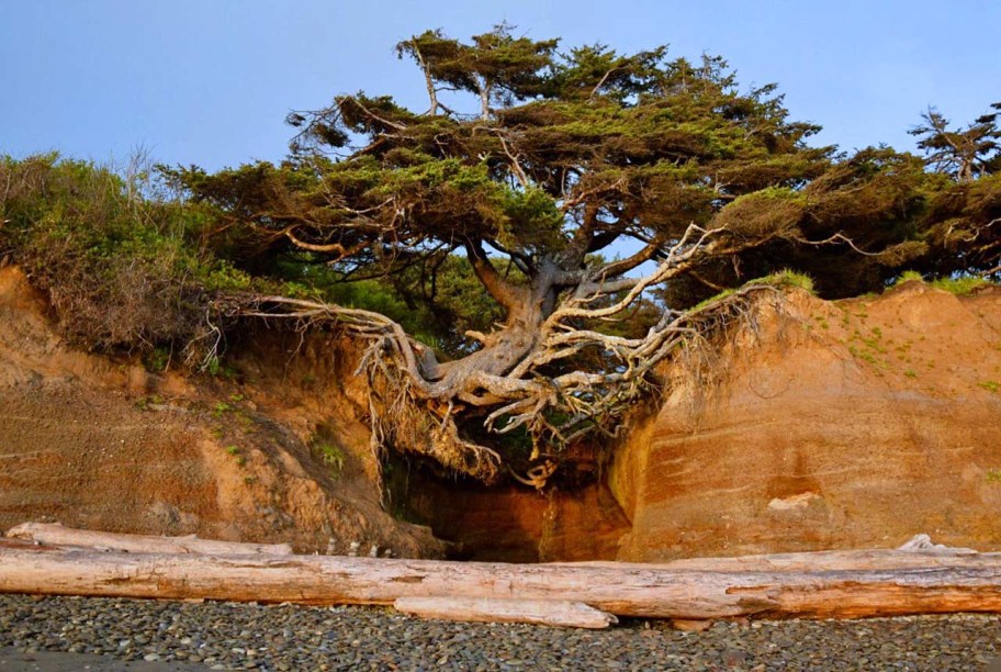 A Caverna da Árvore Kalaloch no Parque Nacional Olímpico de Washington dá a sensação da árvore estar se agarrando no barranco.