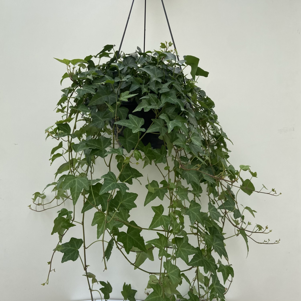 7-plantas-que-purificam-o-ar-casa.com-2-hedera-helix