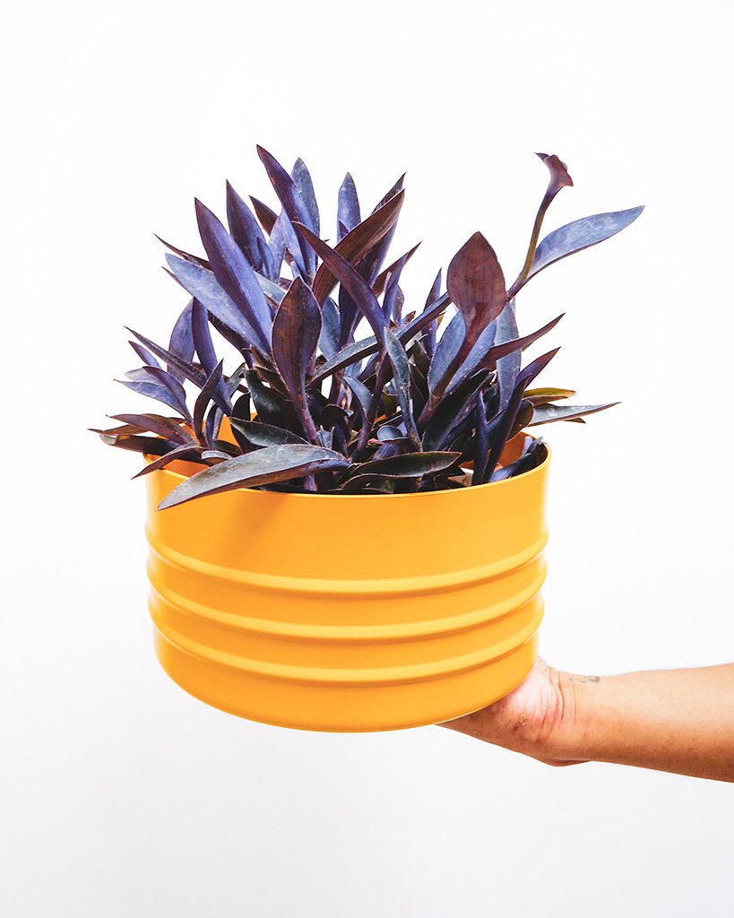 7-plantas-que-purificam-o-ar-casa.com-5-trapoeraba-roxa-tradescantia-pallida