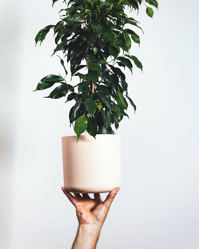 7-plantas-que-purificam-o-ar-casa.com-7-ficus-benjamina