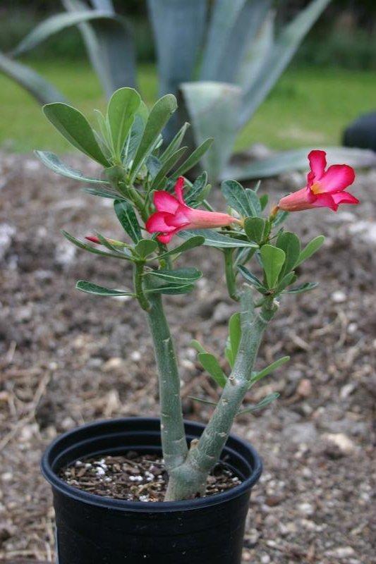 Como cultivar a rosa do deserto. Na foto, rosa do deserto pequena em vaso preto.