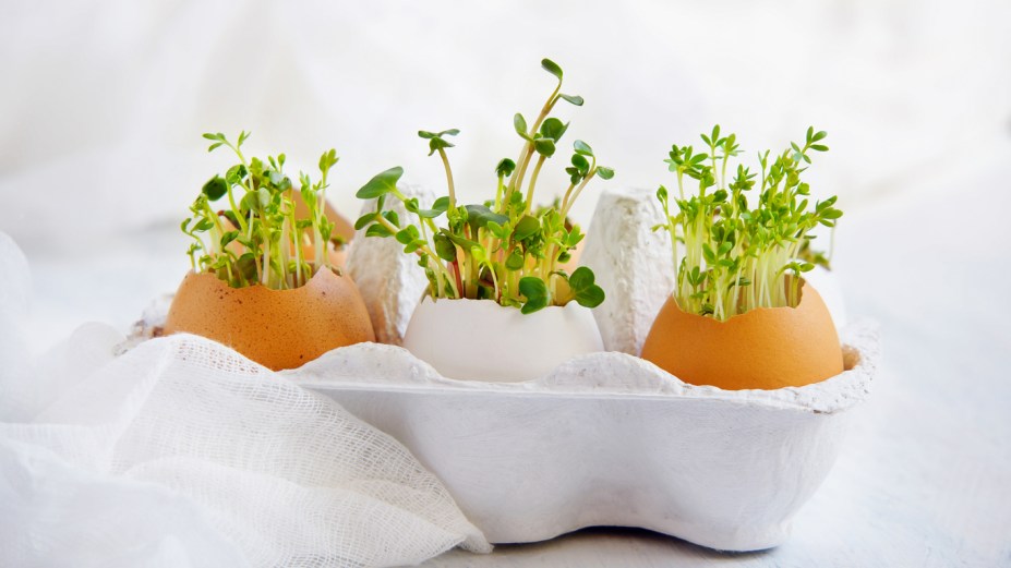 watercress salad and in eggshells - Easter card