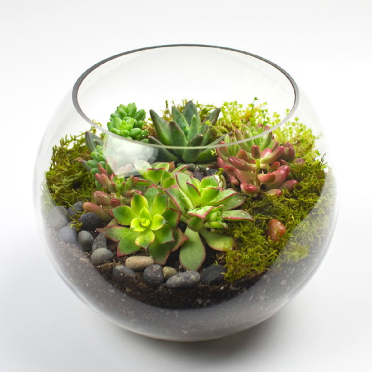 2-terrario-suculenta