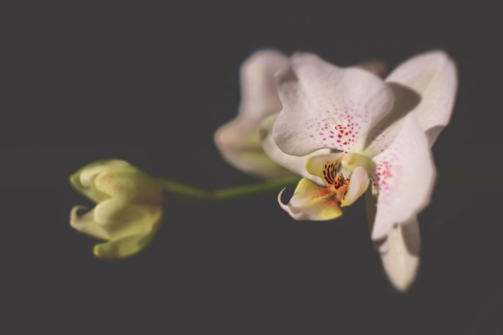 orquidea-em-apartamento-casa.com-1-unsplash-zoltan-tasi