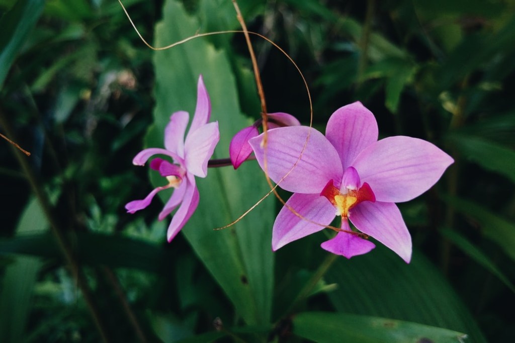 orquidea-em-apartamento-casa.com-2-unsplash-olena-shmahalo