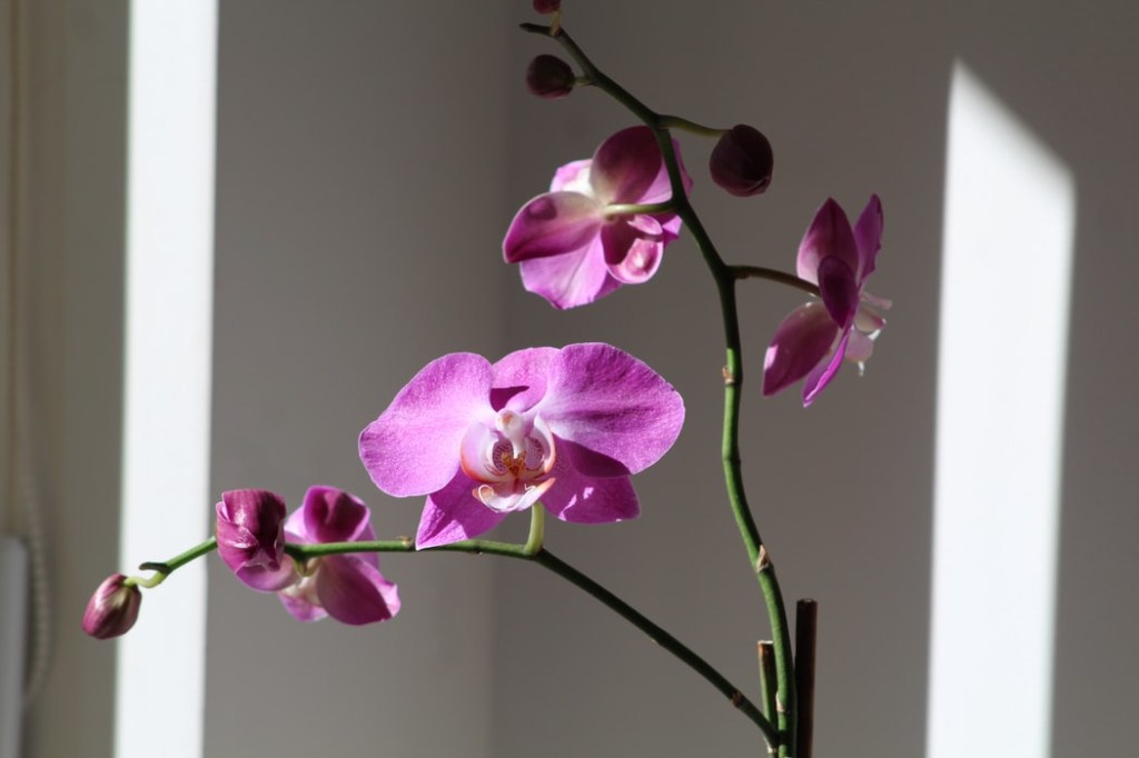 Como cuidar de orquídea em apartamento