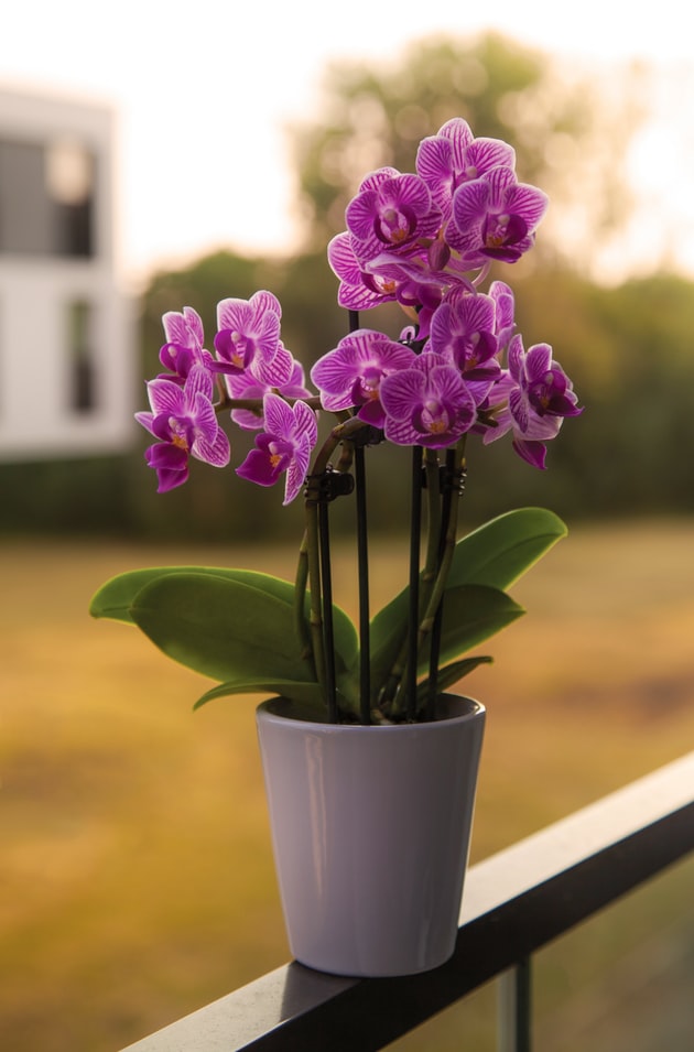 Orquídea plantada em vaso.