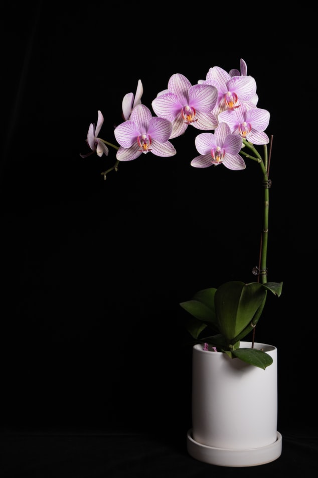 orquidea-em-apartamento-casa.com-6-unsplash-white.rainforest