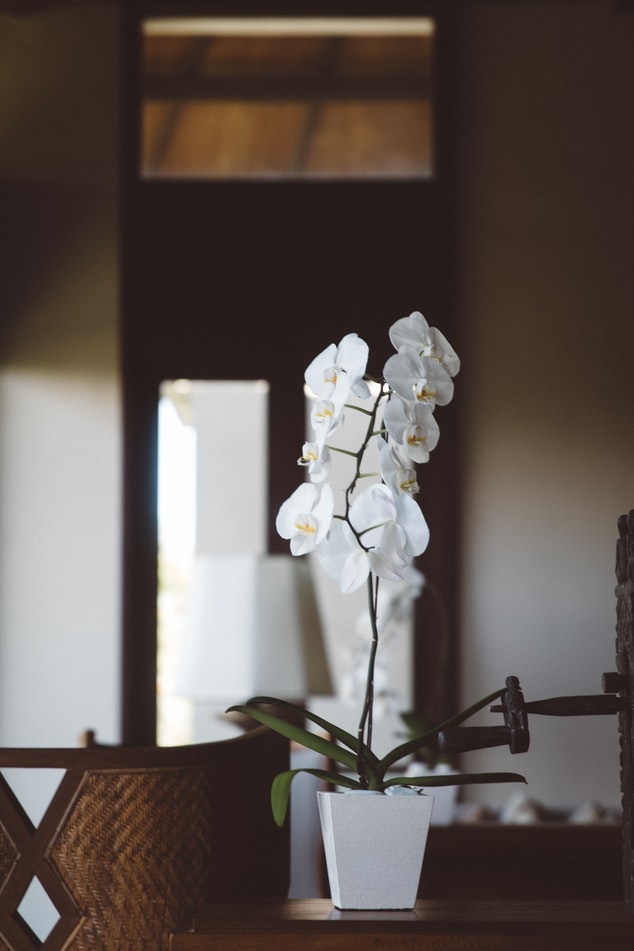 orquidea-em-apartamento-casa.com-9-unsplash-ryan-gerrard