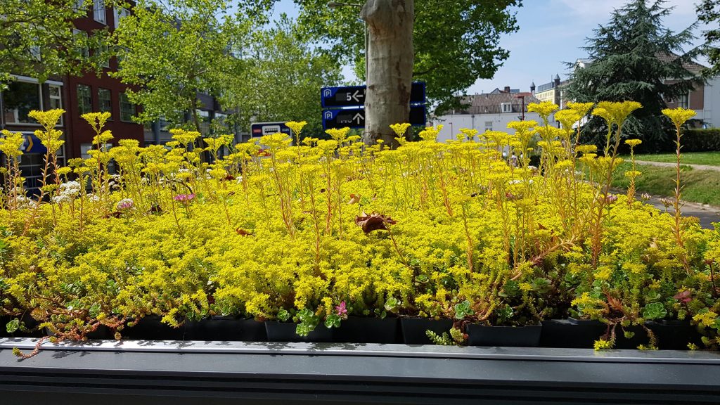 Detalhe das pequenas plantas, gramíneas e pequenas flores amarelas em cobertura de ponto de ônibus