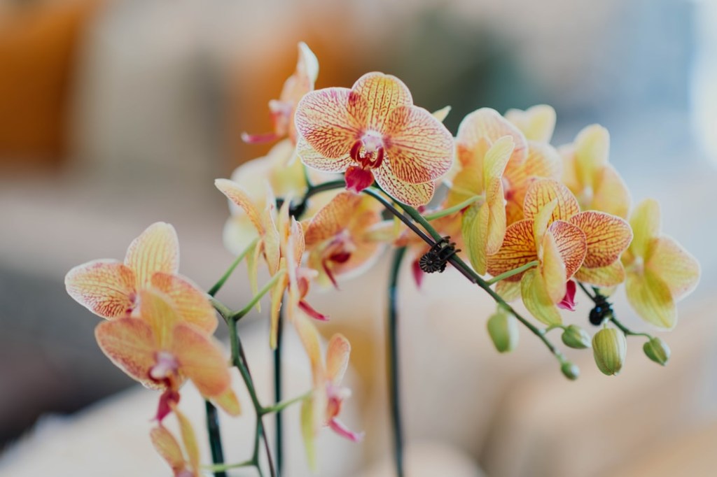 planta; flores; orquídea