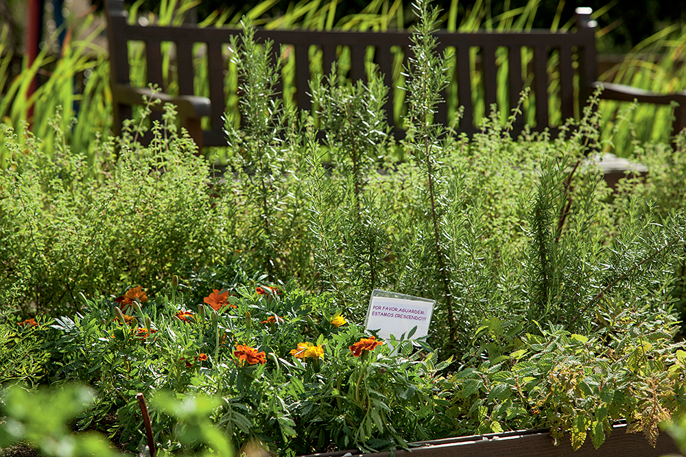 38 hortaliças que você pode plantar em julho